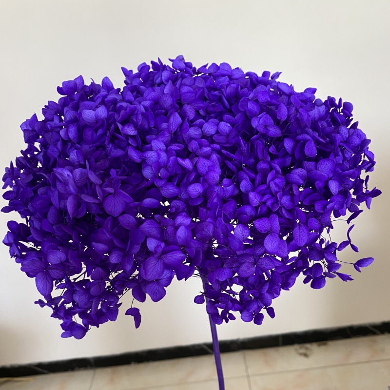 violet foncé