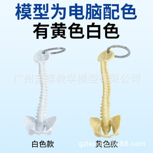 Llavero con modelo de columna vertebral humana, modelo de columna vertebral en miniatura, vértebra, espécimen de columna vertebral humana, vértebra lumbar, modelo esquelético - Product Image 5