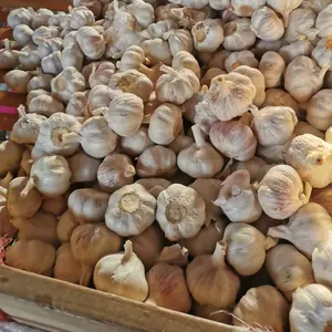 Bawang putih murni segar Cina bawang putih untuk grosir sayuran segar dalam 20kg tas jaring/karton harga pabrik bawang putih segar