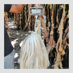 Materiales de Fibra de Plátano Naturales y Duraderos para Soluciones Sostenibles - Product Image 1