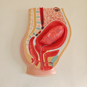 Modello Anatomico di Separazione Placentare, Modello di Anatomia Pelvica Femminile con Placenta - Product Image 3