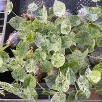 Alocasia Dragon Scale Mint Variegata, Plantes de culture tissulaire, Plaques de semis en gros 3-5cm, Semis de plantes d'intérieur rares