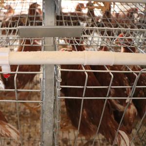 Yüksek kalite tam otomatik 3-Tier sıcak daldırma galvanizli yumurta tavuk yetiştirme kafes 10000 tavuk kümesi kullanımı kolay - Product Image 5