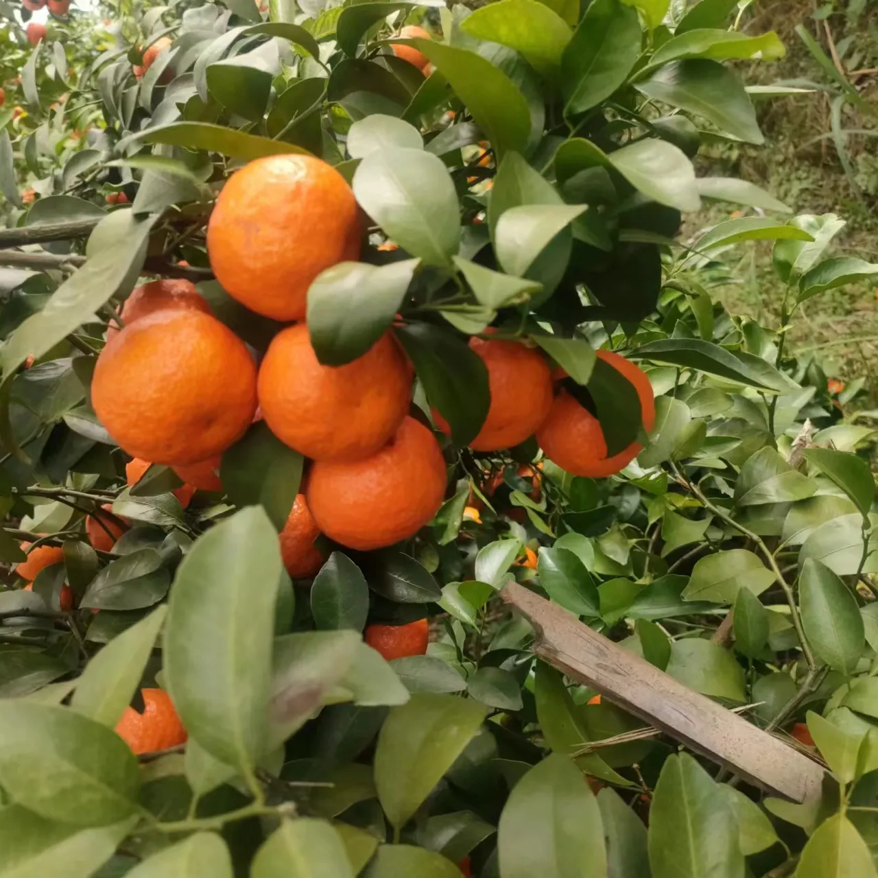 फैक्टरी के साथ ताजा खट्टे चीनी नारंगी कीमत नाभि चीनी नारंगी प्लास्टिक फ्रेम पत्ती फल