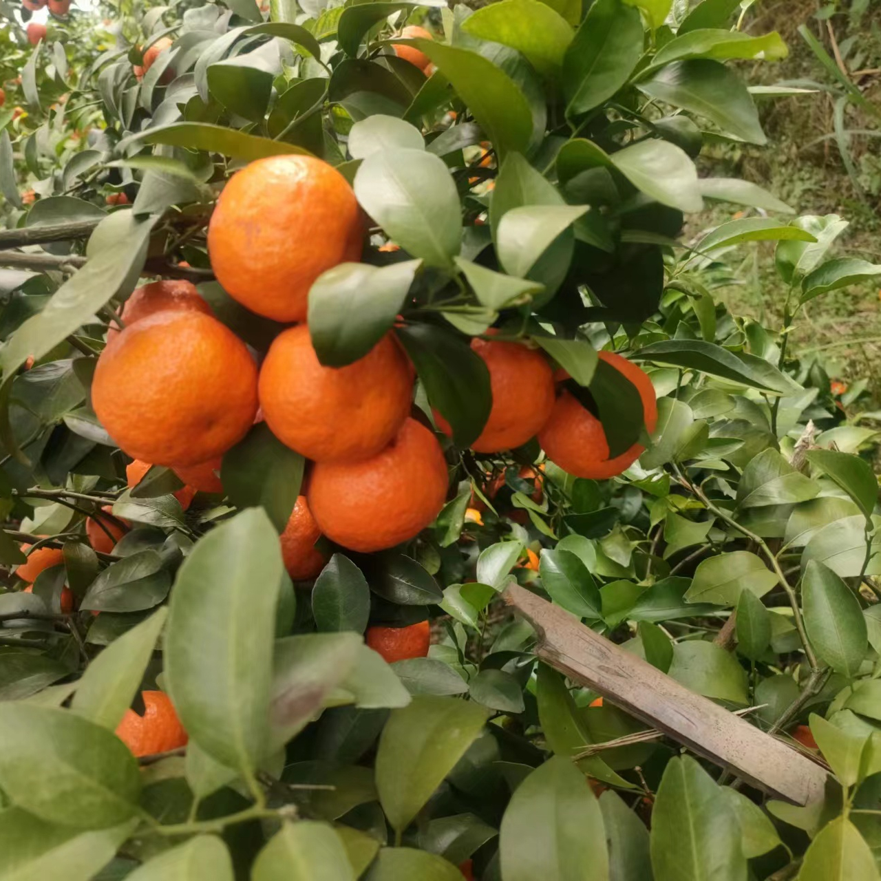 Harga Pabrik Gula Jeruk Segar Gula Jeruk Pusar dengan Bingkai Plastik Daun Buah