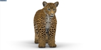 Grand énorme gros oxford tissu air coup gonflable tigre animal léopard panthère lion modèle jouet pour éditer bouffée 3D animal