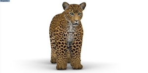 Lớn Lớn Lớn Lớn Oxford Vải Không Khí Thổi <span class=keywords><strong>Inflatable</strong></span> Tiger Động Vật Leopard Panther Sư Tử Mô Hình Đồ Chơi Cho Edvertising Puff 3D Động Vật - Product Image 6