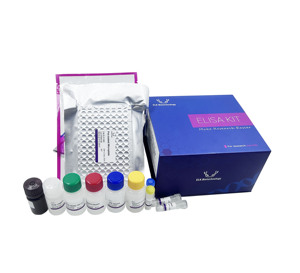 Kit ELISA pour le Facteur de Croissance des Fibroblastes 2 (FGF2, Basique) humain ELK1258 |   ELISA sandwich pour la recherche scientifique - Product Image 3
