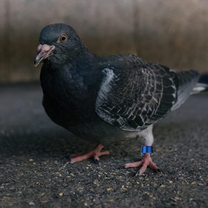 Eenden Blank Pluimvee Gevechtvogels Agapornissen Kalkoen Gans voor Duivenbanden Ring Kuikenclip Duiven Kleuren Papegaai Renveleer Vogel - Product Image 5
