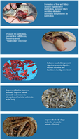 Acide biliaire d'aquaculture, crabe de poisson améliore la Digestion, supplément nutritif, additif alimentaire