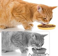 Ensemble de bols pour chat en silicone écologique, imperméable, peu profond et large, 5,9 pouces, coloré, plat, pour nourriture humide, portable et convivial