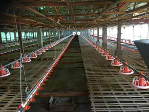 เครื่องป้อนกระทะพลาสติกอัตโนมัติสําหรับไก่เลี้ยงฟรีสภาพใหม่ราคาโรงงานออกแบบฟาร์มสัตว์ปีกเพื่อขาย - Product Image 4