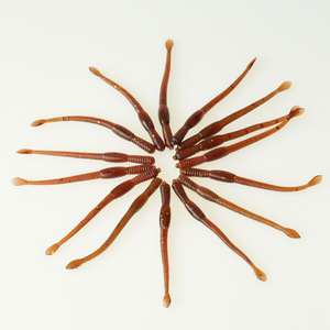 Señuelo de Pesca de PVC Suave con Forma de Lombriz de 8 cm, Color Marrón Oscuro que Brilla en la Oscuridad, para Agua Dulce - Product Image 2