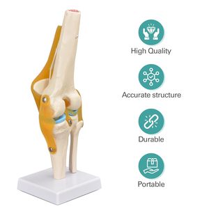 Modelo <span class=keywords><strong>de</strong></span> <span class=keywords><strong>Articulación</strong></span> <span class=keywords><strong>de</strong></span> <span class=keywords><strong>Rodilla</strong></span> <span class=keywords><strong>de</strong></span> Alta Calidad, Modelo Anatómico <span class=keywords><strong>de</strong></span> <span class=keywords><strong>Articulación</strong></span> <span class=keywords><strong>de</strong></span> <span class=keywords><strong>Rodilla</strong></span> <span class=keywords><strong>de</strong></span> Tamaño Real, Modelos Educativos <span class=keywords><strong>de</strong></span> Ciencias Médicas, Materiales Didácticos CN;HEN CE/ISO - Product Image 2