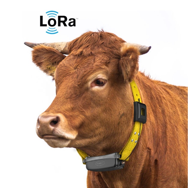 Lora Cattle tracker Livestock Tracking Device Lora for Livestock Sheep Cow Camels and Horses