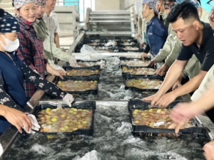 ลิ้นจี่แช่แข็งผลิตภัณฑ์ทางการเกษตรจากเวียดนามสำหรับตลาดต่างประเทศ - Product Image 5