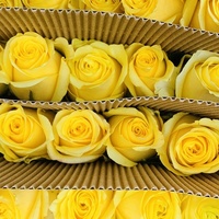 Roses à feuilles de jade Golden Branches Direct Dounan Base Kunming Yunnan ; Lys hydroponiques fraîchement coupés pour la Saint-Valentin