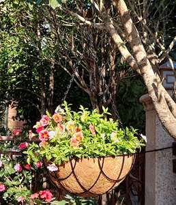 Indoor Outdoor Flower Pots Metal <strong>Hanging</strong> Planter <strong>Basket</strong> with Coir Liner Round Wire Plant Holder <strong>Chain</strong> for Garden Decoration - Product Image 5