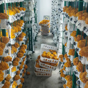 Système hydroponique de culture de champignons en conteneur avec structure en acier, faible coût, stable, pour la <span class=keywords><strong>production</strong></span> alimentaire agricole - Product Image 3