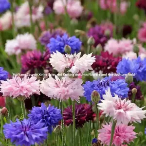 <span class=keywords><strong>Semi</strong></span> <span class=keywords><strong>di</strong></span> Aster Selvatici per Semina Primaverile, Fiori per Giardino e Paesaggistica, Orticoltura, Inverdimento, Fiori Freschi Resistenti al Freddo - Product Image 4