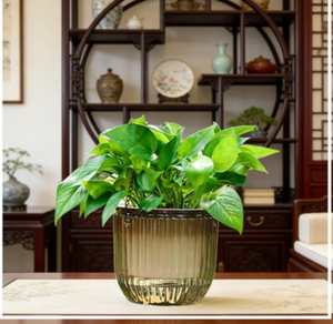 <span class=keywords><strong>Jardinière</strong></span> innovante à <span class=keywords><strong>action</strong></span> capillaire pour une humidité constante, idéale pour la décoration de bureau - Product Image 4