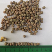 Pois d'érable séchés de qualité supérieure, origine chinoise, pois d'érable pour la germination