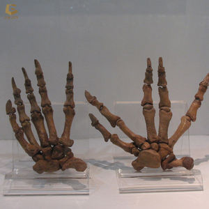 Cráneo de dinosaurio de tamaño real SGSK16, réplica de <span class=keywords><strong>Esqueleto</strong></span> de <span class=keywords><strong>Triceratops</strong></span> hecho a mano - Product Image 3