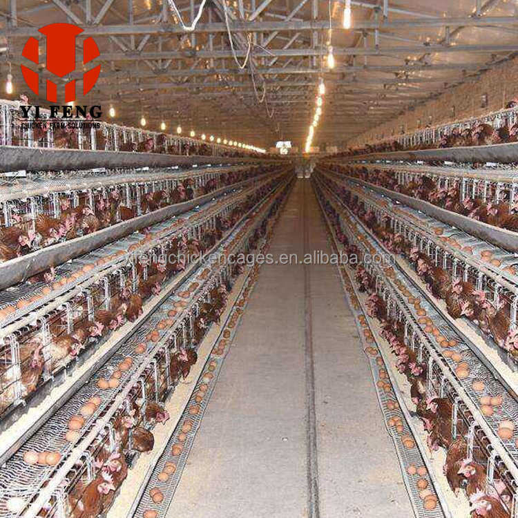 chicken cage for 200 chicken layer