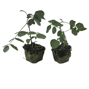 KAIHUA KH-GP, système d'agriculture verticale écologique résistant au feu, haute absorption d'eau, pour la propagation et la plantation de graines en hydroponie - Product Image 1