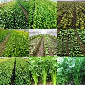 Small Agricultural Manual <b>Vegetable</b> Seeder Hand Push Electric Gasoline Model Seed <b>Planter</b> Onion <b>Planter</b> Seed <b>Planter</b> Machine - Product Image 6