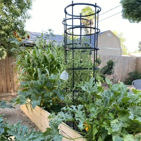 Jaula de Metal para soporte de plantas de jardín, enrejados de obelisco para plantas de escalada, para tomate, pepino, fruta