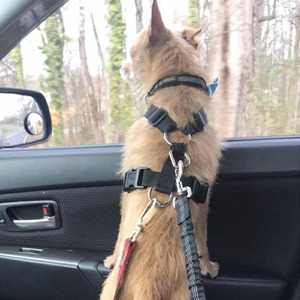 Cintura di sicurezza per auto all'ingrosso cintura di sicurezza per cani guinzaglio per cani cintura per veicoli ammortizzazione regolabile corda di sicurezza riflettente elastica per cane gatto - Product Image 6