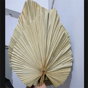 Hojas de palma secas naturales para decoración del hogar, hojas de abanico de especies secas tropicales para decoración de bodas, gran oferta, O-020, 2023 - Product Image 5