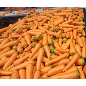 Zanahoria Orgánica Dulce con Alto Contenido de Vitaminas, Material Duradero, Vegetales Frescos, Alimentos, Bebidas, Servicio Postventa, Agrícola Vietnamita - Product Image 3