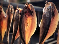 Warmtepomp RVS Energiebesparende Fabrieksprijs Gedroogde Mango Fruit Inktvis Hetelucht Voedsel Dehydrator Machine Fruitdroger