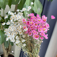 Natürlich Getrocknete Handgemachte Rodanthe-Chrysanthemen Trockenblumen-Arrangement für Abschlussfeier Weihnachten Chinesisches Neujahr Heimdekoration