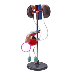 Sistema urogenitale maschile sistema di riproduzione dei genitali e urinari dei reni della vescica renale - Product Image 1