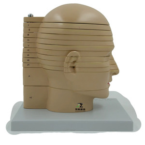 Modelo Anatómico Seccional del Cerebro Humano Pintado a Mano en PVC de Zhizao Medical Science, con Estructuras Detalladas para Uso Educativo - Product Image 1