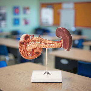 Modèle anatomique humain grandeur nature, modèle anatomique de la rate, du pancréas et du duodénum, modèle d'éducation scientifique médicale - Product Image 5
