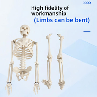 Modelo de esqueleto adulto de cuerpo completo de PVC de 85cm para entrenamiento de Ciencias Médicas modelo de Anatomía de la columna vertebral