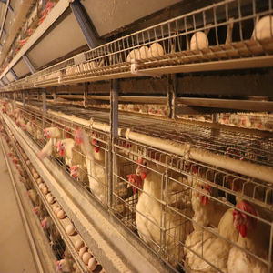 4ชั้นชั้นชั้นชั้นทำความสะอาดมูลไก่อัตโนมัติเต็มรูปแบบกรงแบตเตอรี่สำหรับเลี้ยงสัตว์ปีกที่ทันสมัย - Product Image 2