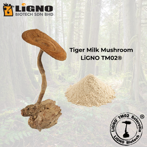 ผงสารสกัดเห็ดนมเสือ LiGNO TM02 ความเข้มข้นสูง ช่วยบำรุงสุขภาพทางเดินหายใจ พร้อมส่วนผสมที่ออกฤทธิ์ - Product Image 1
