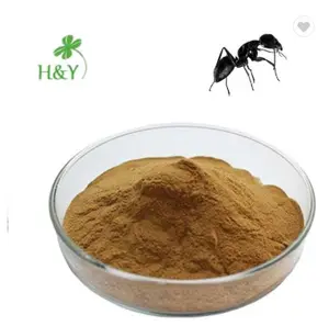 Poudre d'extrait de fourmis noire naturelle, de haute qualité, chinoise