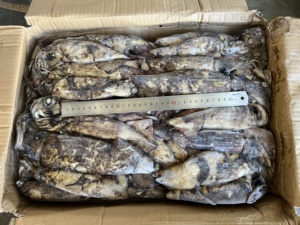 Calamar du Pacifique Sud Congelé 100-300g, Pêché en Haute Mer, Entier, Rond, Congelé, Norme d'Exportation - Product Image 6