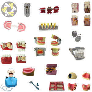 Medisch Onderwijs Tandheelkundig Model 32 Tand Siliconen Anatomisch Model Voor Training Oraal Model Met Afneembare Demonstratie - Product Image 4