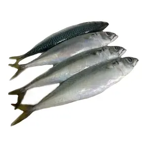 Hot Selling Frozen Pacific Mackerel Fish For The Market.