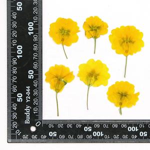 Hotsale fai da te materiale essiccato <span class=keywords><strong>Primula</strong></span> acaulis fiori ibridi <span class=keywords><strong>Primula</strong></span> pressati per Nail Art gioielli in resina decorazione di candela da cartolina - Product Image 4