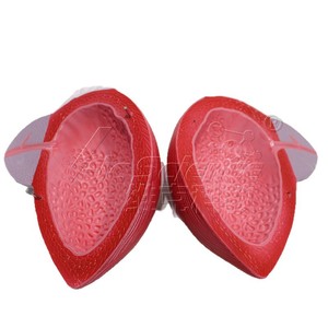 Modèle grossi de vessie et de prostate avec numérotation ; aide pédagogique pour l'urologie ; équipement de laboratoire universitaire. - Product Image 5