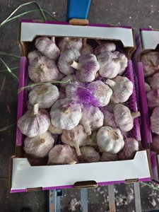 <span class=keywords><strong>Ail</strong></span> Ajo Alho <span class=keywords><strong>Ail</strong></span> frais à bas <span class=keywords><strong>prix</strong></span> Vente en gros <span class=keywords><strong>Ail</strong></span> blanc de fournisseur chinois vérifié Légumes frais - Product Image 2