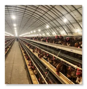 Affordable chicken cage Layer Chicken Equipment chicken cage poultry farm cage designed A type 4 layer